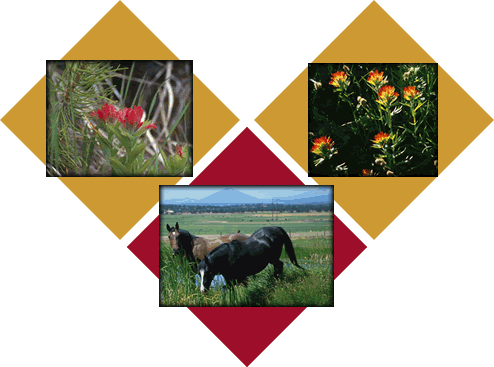 Merritt Surrounding Area